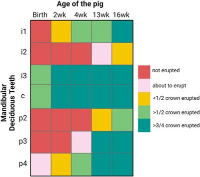 Rapid post-eruptive maturation of porcine enamel